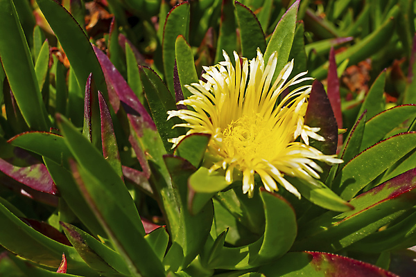 포토 JPG 해외이미지 식물 계절 꽃잎 꽃 꽃다발 백그라운드 잎 꽃무늬 봄꽃 자연 사람없음 야외 초록색 빛 컬러풀 햇빛 뷰티 정원 맑음 봄 성장 벚꽃 흰색 시골 신선 개화 닫기 묘사 원예 내추럴 카피스페이스 해외포토 컬러 무늬 모션 날씨 취미 태양 공백 생태계 파일형식 이미지허브