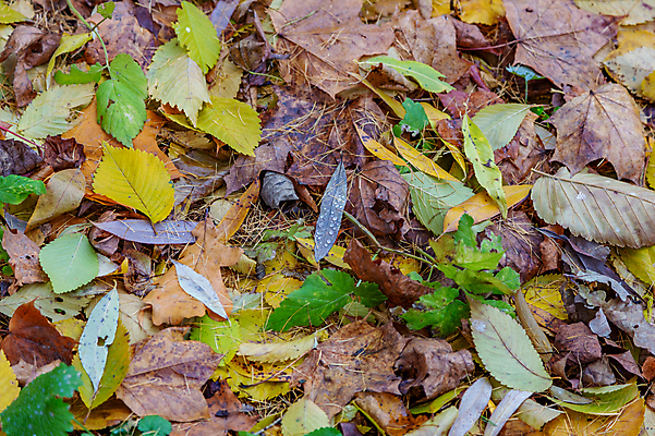 포토 JPG 해외이미지 식물 계절 공원 백그라운드 낙엽 잎 패턴 오렌지 자연 날씨 사람없음 야외 초록색 컬러풀 뷰티 노란색 환경 정원 황금 떨어짐 숲 11월 땅 질감 10월 내추럴 땅바닥 해외포토 공공시설 컬러 컨셉 무늬 과일 바닥 날짜 생태계 파일형식 이미지허브