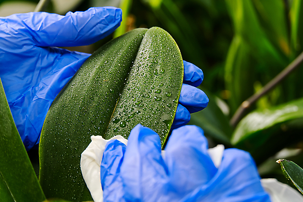 포토 JPG 해외이미지 식물 손 신체부위 물방울 화장지 수분 원예 닦기 위생장갑 식물키우기 해외포토 장갑 모션 사람 취미 파일형식 이미지허브