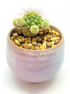 포토 JPG 해외이미지 화분 선인장 실내 사람없음 조약돌 가시 흰배경 선인장화분 해외포토 식물 백그라운드 내부 돌_바위 흰색 파일형식 이미지허브