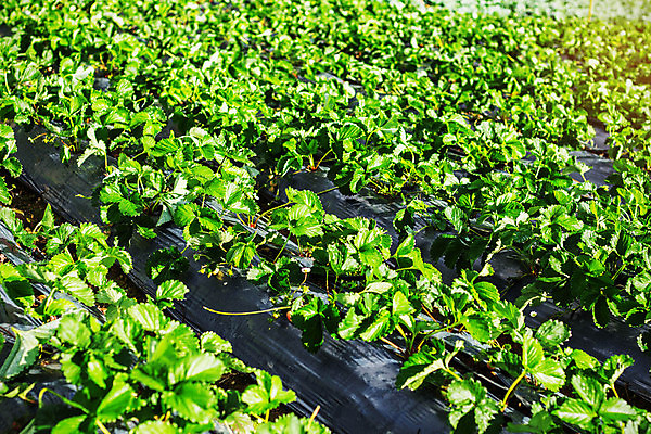 포토 JPG 해외이미지 식물 전통 계절 아시아 백그라운드 겨울 패턴 밭 농업 과일 태국 자연 딸기 아침 전등 풍경 사람없음 초록색 여름 농장 정원 수확 시골 신선 농부 시원함 사진사 유기농 원예 분무기 부족 내추럴 해외포토 주간 직업 웰빙 나라 산업 컬러 컨셉 무늬 조명 취미 작가 생태계 파일형식 이미지허브