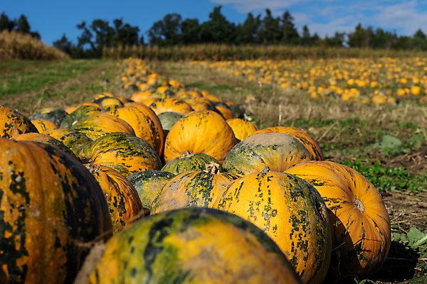 포토 JPG 해외이미지 식물 계절 지구 선 음식 줄기 백그라운드 밭 농업 채소 오렌지 과일 부분 자연 호박 휴가 씨앗 풍경 사람없음 야외 초록색 컬러풀 농장 갈색 노란색 정원 할로윈 수확 가을 오스트리아 추수감사절 타입 10월 땅바닥 많음 해외포토 유럽 산업 기독교 컬러 컨셉 바닥 날짜 생태계 파일형식 이미지허브