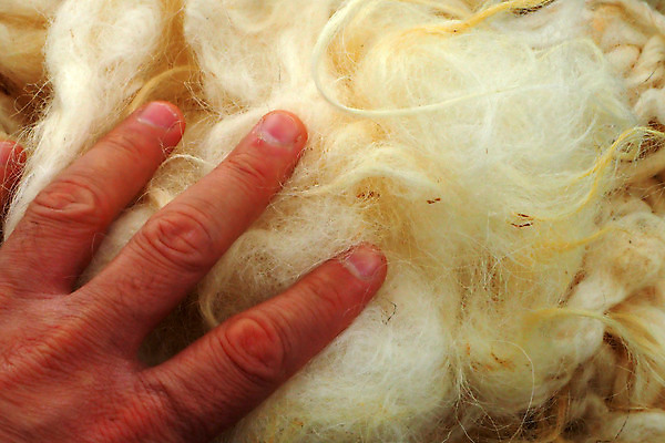 포토 JPG 해외이미지 동물 백그라운드 패턴 자연 표면 털 따뜻함 사람없음 유행 코트 흰색 직물 양 피부 묘사 질감 부드러움 양고기 내추럴 양모 해외포토 컬러 무늬 포유류 육류 신체부위 외투 감각 생태계 파일형식 이미지허브