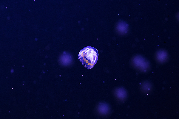 포토 JPG 해외이미지 한마리 사람없음 보라색 바닷속 수중동물 자포동물 해파리 해외포토 동물 1 컬러 수중 파일형식 이미지허브