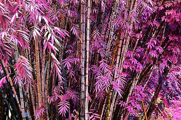 포토 JPG 해외이미지 분홍색 사람없음 야외 대나무 세이셸 대나무잎 해외포토 나무 컬러 잎 아프리카 파일형식 이미지허브