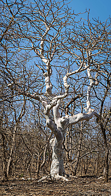 포토 JPG 해외이미지 모양 나무 백그라운드 하늘 건조 사람 사람없음 세로 강 흰색 나뭇가지 시골 엉킴 유령 큼 고무 유칼립투스 잇몸 해외포토 식물 컬러 신체 크기 파일형식 이미지허브