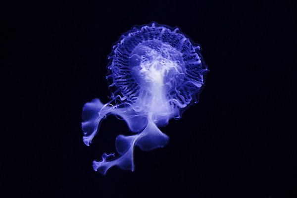 포토 JPG 해외이미지 한마리 사람없음 보라색 바닷속 수중동물 자포동물 해파리 해외포토 동물 1 컬러 수중 파일형식 이미지허브