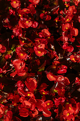 포토 JPG 해외이미지 식물 디자인 꽃 줄기 백그라운드 잎 꽃무늬 패턴 자연 추상 미술 사람없음 초록색 농장 환경 정원 봄 성장 신선 유기농 질감 내추럴 생태학 정물화 그리너리 해외포토 웰빙 계절 교육 컬러 무늬 농업 문화예술 그림 생태계 파일형식 트랜드컬러 이미지허브