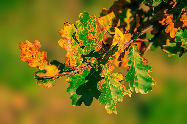 포토 JPG 해외이미지 나무 식물 디자인 계절 백그라운드 단풍 잎 오렌지 자연 벽지 미술 사람없음 야외 목재 가로 빨간색 초록색 빛 컬러풀 햇빛 뷰티 갈색 노란색 우주 정원 맑음 활발 덮개 나뭇가지 황금 떨어짐 숲 질감 보케 강렬 고립 카피스페이스 해외포토 컬러 컨셉 과일 재료 날씨 문화예술 태양 공백 뚜껑 생태계 파일형식 이미지허브