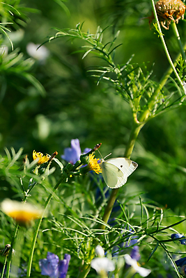 포토 JPG 해외이미지 나무 식물 계절 기념일 꽃잎 꽃 바다 백그라운드 잎 꽃무늬 밭 자연 벽지 사람없음 야외 목재 장식 빨간색 초록색 여름 파란색 뷰티 일출 정원 보라색 봄 벚꽃 가을 흰색 시골 신선 개화 정상 데이지 조경 내추럴 캐모마일 평야 해외포토 컬러 무늬 농업 재료 이벤트 노을 허브 생태계 파일형식 이미지허브