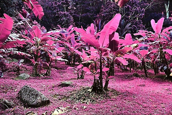 포토 JPG 해외이미지 분홍색 사람없음 야외 야자수 돌_바위 세이셸 야자수잎 열대잎 해외포토 나무 컬러 잎 아프리카 파일형식 이미지허브