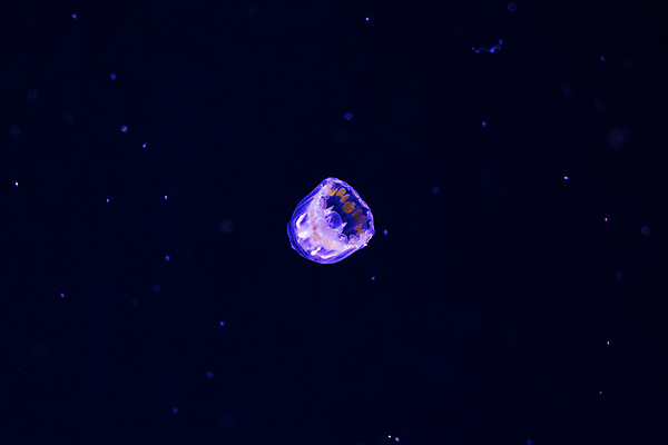 포토 JPG 해외이미지 한마리 사람없음 보라색 바닷속 수중동물 자포동물 해파리 해외포토 동물 1 컬러 수중 파일형식 이미지허브