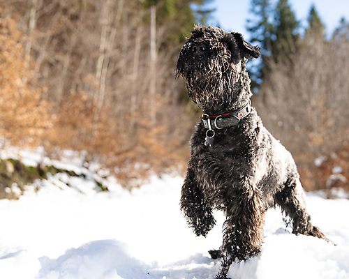 포토 JPG 해외이미지 나무 동물 계절 공원 행복 얼굴 포즈 겨울 장난 포유류 모션 자연 놀이 풍경 사람없음 야외 반려동물 달리기 뷰티 걷기 얼음 검은색 추위 흰색 개 강아지 숲 작음 서리 송곳니 기르기 해외포토 자연요소 식물 공공시설 감정 컬러 신체부위 치아 크기 생태계 돌봄 파일형식 이미지허브