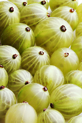 포토 JPG 해외이미지 백그라운드 사람없음 초록색 가득함 구스베리 해외포토 열매 컬러 파일형식 이미지허브