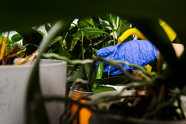 포토 JPG 해외이미지 식물 손 화분 신체부위 소프트포커스 오브젝트 원예 식물키우기 해외포토 촬영기법 사람 취미 파일형식 이미지허브