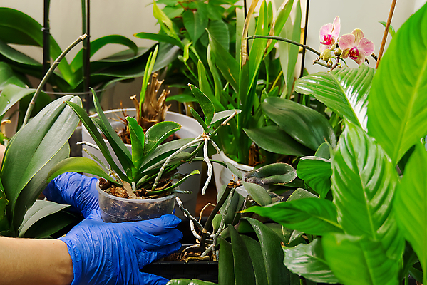 포토 JPG 해외이미지 식물 손 화분 들기 신체부위 원예 위생장갑 식물키우기 해외포토 장갑 모션 사람 취미 파일형식 이미지허브