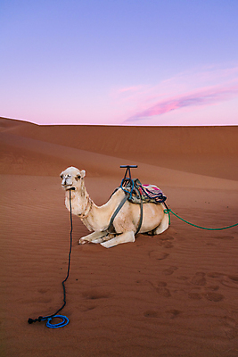 포토 JPG 해외이미지 동물 전통 야생동물 모래 여행 컨셉 포유류 교통시설 아프리카 자연 하늘 건조 이집트 풍경 사람없음 야외 여름 파란색 갈색 머리 일몰 새벽 사막 뜨거움 황무지 모래언덕 사파리 낙타 아라비아 모로코 사하라 사우디아라비아 단봉낙타 두바이 해외포토 자연요소 계절 나라 컬러 교통 중동 신체부위 노을 언덕 시설 생태계 아랍에미리트 파일형식 이미지허브