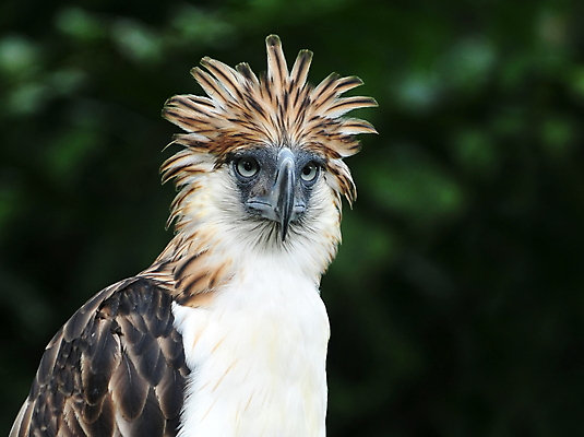포토 JPG 해외이미지 동물 아시아 야생동물 여행 자연 조류 왕관 사람없음 야외 초록색 동남아시아 자유 숲 큼 먹이 심볼 깃털 부리 독수리 육식동물 사냥꾼 멸종 이국적 해외포토 직업 나라 컬러 컨셉 크기 생태계 파일형식 이미지허브