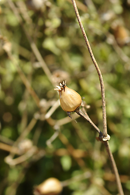 포토 JPG 해외이미지 식물 꽃 잎 자연 건조 사람없음 야외 초록색 갈색 정원 닫기 해외포토 컬러 모션 생태계 파일형식 이미지허브