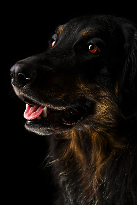 포토 JPG 해외이미지 동물 척추동물 1 응시 행복 스포츠 백그라운드 포유류 자연 검은배경 친절 털 서기 앉기 사람없음 옆모습 반려동물 뷰티 갈색 카메라 검은색 흰색 입 경찰 개 큼 모피 가득함 만족 코 송곳니 경보 기르기 주목 혼자 해외포토 직업 시선 감정 뷰포인트 컬러 모션 신체부위 전자제품 치아 크기 생태계 돌봄 파일형식 이미지허브