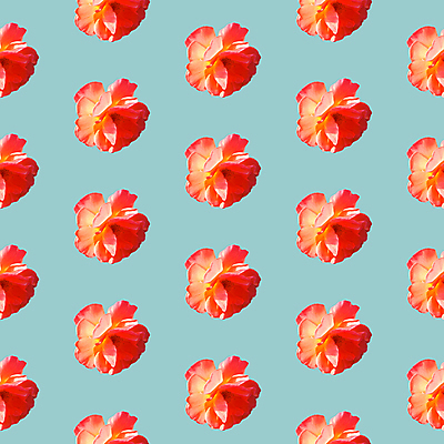 포토 JPG 해외이미지 꽃 백그라운드 패턴 사람없음 빨간색 패턴백그라운드 민트색 해외포토 식물 컬러 무늬 파일형식 이미지허브