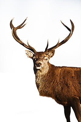 포토 JPG 해외이미지 스튜디오촬영 동물 한마리 응시 야생동물 포유류 자연 사슴 뿔 서기 근접촬영 사람없음 자르기 흰배경 순록 해외포토 1 시선 뷰포인트 백그라운드 모션 실내 흰색 생태계 파일형식 이미지허브