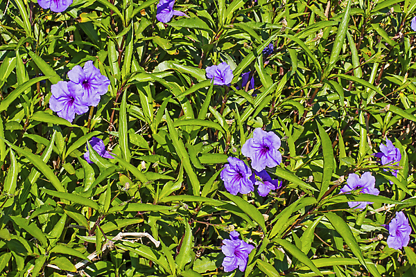 포토 JPG 해외이미지 식물 계절 꽃잎 꽃 꽃다발 백그라운드 잎 꽃무늬 봄꽃 자연 풍경 사람없음 야외 초록색 여름 빛 컬러풀 햇빛 뷰티 정원 맑음 봄 성장 벚꽃 흰색 시골 신선 개화 닫기 묘사 원예 내추럴 카피스페이스 해외포토 컬러 무늬 모션 날씨 취미 태양 공백 생태계 파일형식 이미지허브