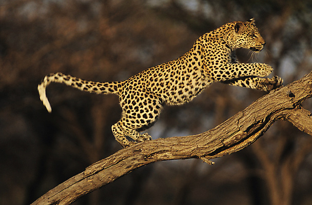 포토 JPG 해외이미지 주간 나무 한마리 응시 야생동물 자연 사람없음 야외 아웃포커스 나뭇가지 맹수 표범 해외포토 자연요소 식물 동물 1 시선 포유류 촬영기법 생태계 파일형식 이미지허브