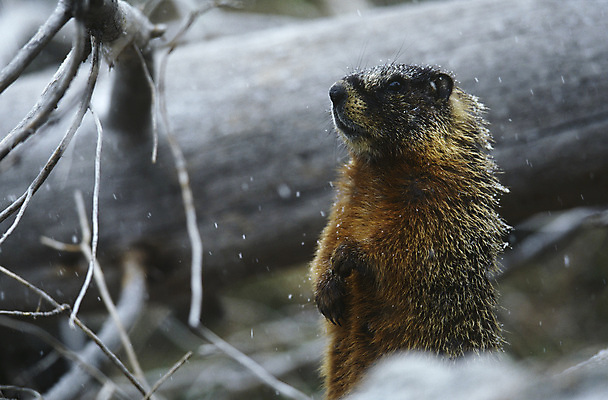 포토 JPG 해외이미지 한마리 야생동물 겨울 자연 서기 사람없음 야외 설치류 경계 호기심 해외포토 동물 1 계절 감정 컨셉 모션 생태계 파일형식 이미지허브
