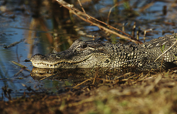 포토 JPG 해외이미지 한마리 야생동물 파충류 자연 사람없음 야외 옆모습 미국 악어 플로리다 해외포토 동물 1 뷰포인트 북아메리카 생태계 파일형식 이미지허브