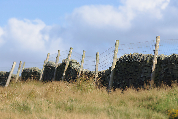 포토 JPG 해외이미지 식물 계절 선 밭 농업 건축양식 자연 하늘 영국 따뜻함 그림자 사람없음 야외 파란색 농장 환경 맑음 경계선 시골 가장자리 저녁 요크셔테리어 철사 암초 내추럴 밭일 블러 옛날 해외포토 건축 유럽 산업 컬러 날씨 둘레 야간 테리어 경계 생태계 파일형식 이미지허브