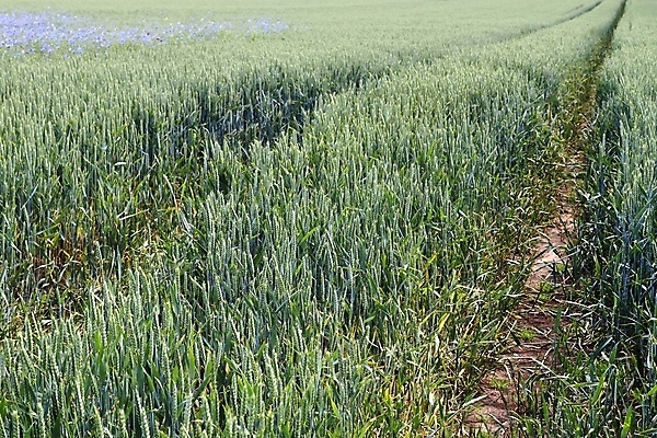 포토 JPG 해외이미지 식물 아시아 음식 빵 잎 농업 자연 하늘 밥 표면 선인장 옥수수 씨앗 사람없음 초록색 농작물 농장 노란색 정원 봄 수확 성장 시골 신선 황금 낟알 시리얼 밀 허브 추수감사절 로즈메리 밀짚 내추럴 논밭 밭일 숙성 호밀 카피스페이스 해외포토 계절 나라 산업 기독교 컬러 밭 곡류 논 공백 짚 생태계 파일형식 이미지허브