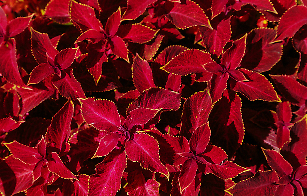 포토 JPG 해외이미지 식물 디자인 줄기 백그라운드 잎 꽃무늬 패턴 자연 추상 미술 사람없음 초록색 농장 환경 정원 봄 성장 신선 유기농 질감 내추럴 생태학 정물화 그리너리 해외포토 웰빙 계절 교육 꽃 컬러 무늬 농업 문화예술 그림 생태계 파일형식 트랜드컬러 이미지허브