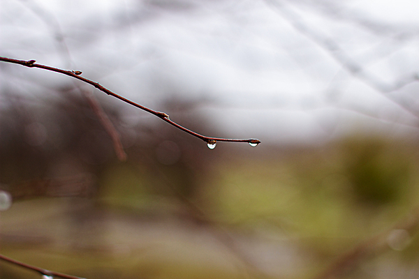 포토 JPG 해외이미지 나무 식물 계절 백그라운드 잎 자연 아침 날씨 추상 사람없음 야외 목재 물 빛 반사 갈색 환경 활발 회색 젖음 추위 안개 가을 물방울 나뭇가지 신선 액체 떨어짐 숲 이슬 11월 빗방울 집중 10월 내추럴 벌거벗은 효과 해외포토 주간 자연요소 컬러 컨셉 무늬 재료 비_날씨 날짜 생태계 파일형식 이미지허브