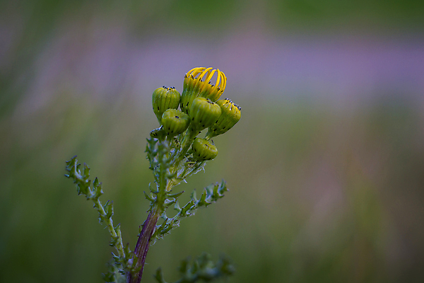 포토 JPG 해외이미지 나무 식물 계절 꽃 분홍색 백그라운드 잎 꽃무늬 밭 농업 자연 풍경 사람없음 야외 초록색 여름 햇빛 태양 뷰티 농장 농경지 환경 정원 맑음 봄 성장 벚꽃 흰색 나뭇가지 시골 신선 개화 체리 원예 보케 장면 내추럴 고립 밭일 해외포토 자연요소 산업 컬러 무늬 과일 날씨 취미 생태계 파일형식 이미지허브