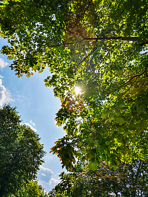 포토 JPG 해외이미지 나무 식물 응시 공원 유럽 백그라운드 잎 자연 하늘 왕관 사람없음 야외 목재 초록색 파란색 빛 햇빛 태양 환경 맑음 나뭇가지 숲 상승 폴란드 내추럴 브로츠와프 해외포토 자연요소 시선 공공시설 나라 컬러 컨셉 재료 날씨 생태계 파일형식 이미지허브