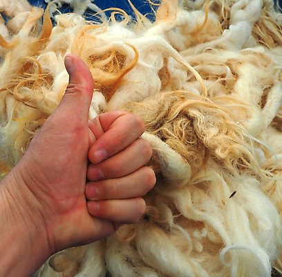 포토 JPG 해외이미지 동물 백그라운드 패턴 자연 표면 털 따뜻함 사람없음 유행 코트 흰색 직물 양 피부 묘사 질감 부드러움 양고기 내추럴 양모 해외포토 컬러 무늬 포유류 육류 신체부위 외투 감각 생태계 파일형식 이미지허브