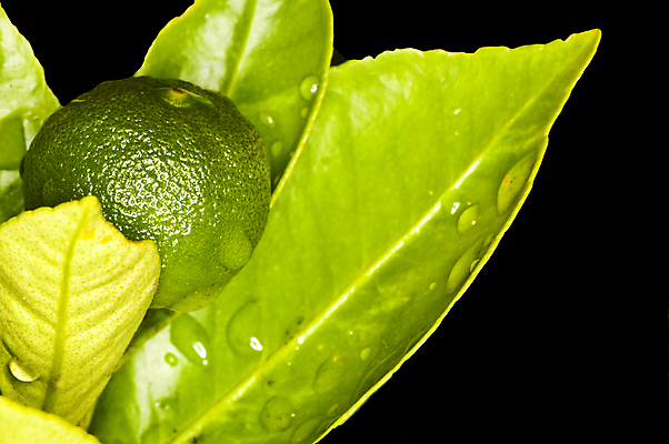 포토 JPG 해외이미지 나무 식물 과일 건강 사람없음 초록색 물 검은색 젖음 성장 물방울 달콤 해외포토 자연요소 컬러 맛 파일형식 이미지허브