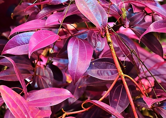 포토 JPG 해외이미지 분홍색 나뭇잎 사람없음 야외 세이셸 해외포토 컬러 잎 아프리카 파일형식 이미지허브