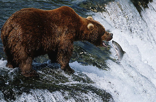 포토 JPG 해외이미지 전신 한마리 야생동물 곰 포유류 자연 어류 사람없음 야외 옆모습 강 점프 미국 폭포 잡기 예측 기아 연어 알래스카 수유 해외포토 동물 1 뷰포인트 컨셉 북아메리카 모션 수중동물 사회이슈 생태계 파일형식 이미지허브