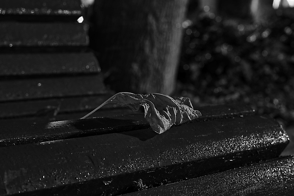 포토 JPG 해외이미지 나무 계절 공원 백그라운드 컨셉 단풍 잎 패턴 벤치 의자 오렌지 자연 벽지 추상 프레임 건조 풍경 사람없음 야외 장식 빨간색 빛 갈색 노란색 평화 환경 정원 맑음 산책 덮개 가을 도시 황금 숲 은퇴 유기농 질감 장면 내추럴 블러 해외포토 식물 웰빙 공공시설 컬러 가구 무늬 과일 날씨 휴식 뚜껑 생태계 파일형식 이미지허브