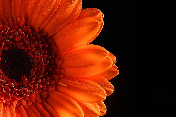 포토 JPG 해외이미지 식물 1 계절 꽃잎 꽃 오렌지 자연 검은배경 추상 사람없음 빨간색 빛 컬러풀 뷰티 노란색 사진촬영 활발 개화 닫기 그림 내추럴 고립 해외포토 컬러 백그라운드 컨셉 무늬 과일 모션 검은색 촬영 생태계 파일형식 이미지허브