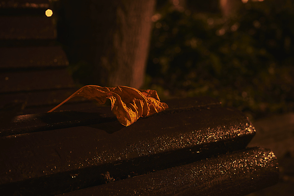 포토 JPG 해외이미지 나무 계절 공원 백그라운드 컨셉 단풍 잎 패턴 벤치 의자 오렌지 자연 벽지 추상 프레임 건조 풍경 사람없음 야외 장식 빨간색 빛 갈색 노란색 평화 환경 정원 맑음 산책 덮개 가을 도시 황금 숲 은퇴 유기농 질감 장면 내추럴 블러 해외포토 식물 웰빙 공공시설 컬러 가구 무늬 과일 날씨 휴식 뚜껑 생태계 파일형식 이미지허브