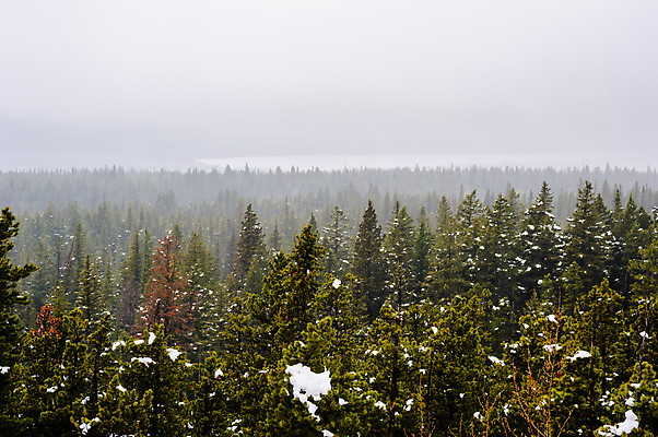 포토 JPG 해외이미지 나무 식물 캐나다 자연 날씨 풍경 사람없음 야외 초록색 환경 추위 안개 나뭇가지 시골 소나무 황무지 숲 서리 장면 상록수 침엽수 전나무 흐림 내추럴 뿌연 삼림지대 앨버타 가문비나무 해외포토 컬러 북아메리카 생태계 파일형식 이미지허브