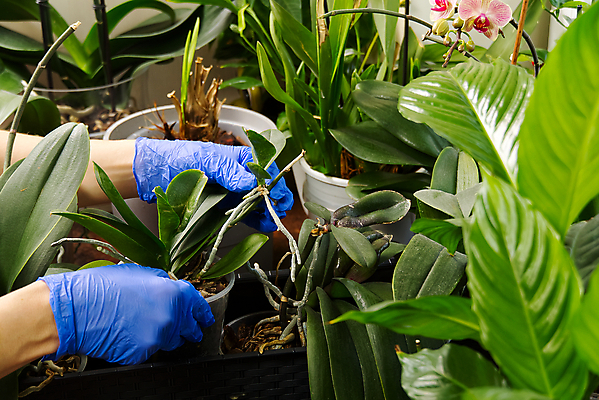포토 JPG 해외이미지 식물 손 화분 신체부위 잡기 원예 위생장갑 식물키우기 해외포토 장갑 모션 사람 취미 파일형식 이미지허브