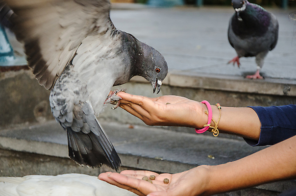 포토 JPG 해외이미지 동물 손 공원 여자 행복 야생동물 음식 백그라운드 날개 자연 조류 따뜻함 손잡이 사랑 사람 사람없음 야외 초록색 여름 크래커 평화 주방 식사 봄 자유 도시 균열 먹이 먹기 가득함 심볼 주기 비둘기 정사각형 팔 돌봄 땅바닥 아바나 천진난만 해외포토 도형 계절 공공시설 감정 컬러 컨셉 모션 바닥 신체부위 쿠키 생태계 파일형식 이미지허브