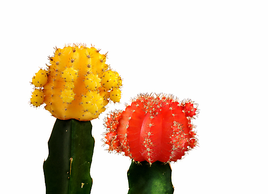 포토 JPG 해외이미지 식물 화초 패턴 자연 사람없음 빨간색 노란색 보라색 활발 흰색 가시 슛 고립 파스텔톤 미니멀 해외포토 컬러 컨셉 무늬 생태계 파일형식 이미지허브