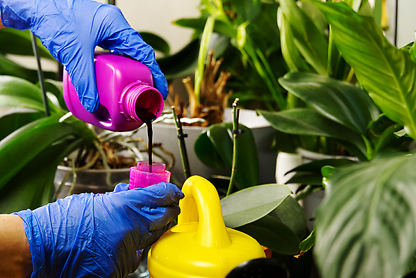 포토 JPG 해외이미지 식물 손 신체부위 물뿌리개 붓기 원예 용액 위생장갑 식물키우기 해외포토 장갑 모션 사람 취미 파일형식 이미지허브