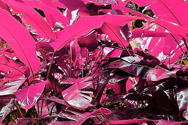 포토 JPG 해외이미지 분홍색 사람없음 야외 세이셸 열대잎 해외포토 컬러 잎 아프리카 파일형식 이미지허브