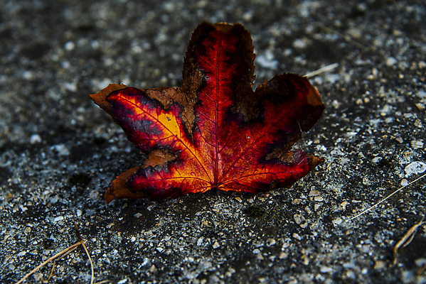 포토 JPG 해외이미지 모양 나무 식물 계절 공원 백그라운드 컨셉 잎 오렌지 자연 날씨 사람 풍경 사람없음 야외 빨간색 세로 빛 컬러풀 햇빛 태양 뷰티 갈색 노란색 환경 맑음 일몰 활발 가을 황금 숲 11월 심볼 기회 내추럴 혼자 해외포토 자연요소 공공시설 컬러 과일 노을 날짜 생태계 파일형식 이미지허브